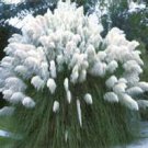 100 Ornamental Cortaderia Selloana , White Pampas Grass Seeds