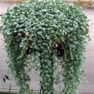 5 Dichondra (Dichondra Silver Falls) Seeds 5 Dichondra (Dichondra Silver Falls) Seeds