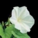 15 HEIRLOOM Moon flower Giant White Seeds