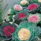 25 Ornamental Cabbage (Brassica oleracea ) Mixed  Seeds