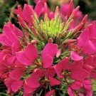 35 ROSE QUEEN CLEOME HASSLERIANA SPIDER MIX COLORS FLOWER SEEDS 35 ROSE QUEEN CLEOME HASSLERIANA SPIDER MIX COLORS FLOWER SEEDS