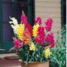 100 Heirloom Snapdragon Tall Deluxe Mixed Colors Flower Seeds 100 Heirloom Snapdragon Tall Deluxe Mixed Colors Flower Seeds