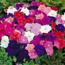 35 Heirloom Petunia Mixed Colors Seeds
