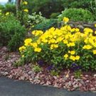 100 HEIRLOOM Common Evening Primrose