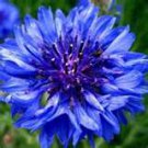 100 HEIRLOOM Bachelor Button Centaurcea cyanus  seeds