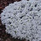 100 HEIRLOOM ALYSSM CARPET OF SNOW SEEDS