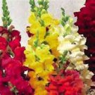 100 Heirloom Snapdragon Giant Tetra Mix Seeds 100 Heirloom Snapdragon Giant Tetra Mix Seeds