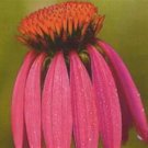 100 Black Samson Echinacea angustifolia Seeds