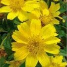 100 Earlybird Nyger, Nyjer Guizotia Abyssinica Flower Seeds 100 Earlybird Nyger, Nyjer Guizotia Abyssinica Flower Seeds