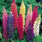 100 heirloom Lupine Russell (Lupinus polyphyllus) SEEDS