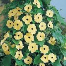 10 HEIRLOOM CANARY EYES Black Eyed Susan Vine Seeds