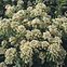 100 HEIRLOOM Mignonette seeds (Reseda odorata) SEEDS