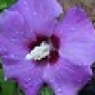 100 Heirloom Purple Rose of sharon shrubs{Hibiscus } seeds 100 Heirloom Purple Rose of sharon shrubs{Hibiscus } seeds