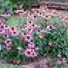 25 Echinacea Magnus Coneflower Perennial ( Echinacea purpurea ) Seeds