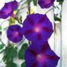50 HEIRLOOM Morning Glory Grandpa Ott Seeds