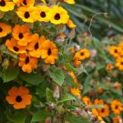 35 HEIRLOOM Black-eyed Susan vine(Thunbergia alata)sd 35 HEIRLOOM Black-eyed Susan vine(Thunbergia alata)sd