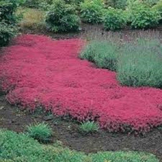 100 HEIRLOOM Creeping Thyme Seeds