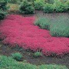 100 HEIRLOOM Creeping Thyme Seeds