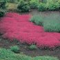 100 HEIRLOOM Creeping Thyme Seeds
