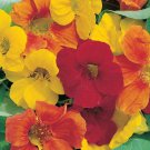 50 HEIRLOOM Nasturtium, Edible plant (vl) Mix SEEDS