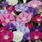 50  HEIRLOOM Morning Glory Ipomoea Purpurea Mixed Flower Seeds