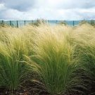 100 Ornamental Mexican Feather (Stipa tenuissima) Grass Seeds