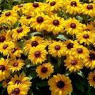 400 HEIRLOOM Brown-eyed Susan Rudbeckia, Gloriosa seeds