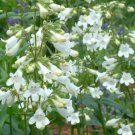 100 heirloom Foxglove Penstemon ( Beard Tongue) flower Seeds 100 heirloom Foxglove Penstemon ( Beard Tongue) flower Seeds