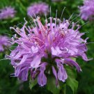 100 Heirloom Wild Bergamot (Monarda Fistulosa) Flower Seeds