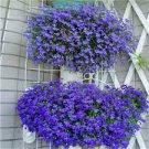 100 Variety Trailing Lobelia (SAPPHIRE TRAILING) Blue flower Seeds 100 Variety Trailing Lobelia (SAPPHIRE TRAILING) Blue flower Seeds