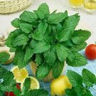 50 Heirloom Lemon balm (Melissa Officinalis ) Seeds