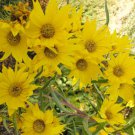 100 Variety Perennial Maximilian {Helianthus maximiliani} Sunflower Seeds