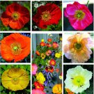 100 Iceland Poppy Perennial (Papaver Nudicaule) Mix Colors Seeds
