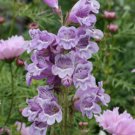 100 Variety Penstemon Cobaea Showy Beardtongue Seeds
