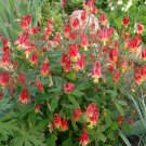 100 Heirloom Aquilegia Canadensis Columbine Seed