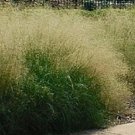 100 Ornamental Sand (Eragrostis Trichodes ) LoveGrass Seed