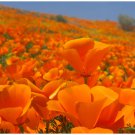 100 California Orange (Eschscholzia Californica) Poppy Seeds
