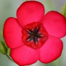 100 Scarlet (Linum Rubrum) Flax Flower Seeds