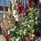 50 Heirloom Hollyhock Indian Spring Mix seeds 50 Heirloom Hollyhock Indian Spring Mix seeds