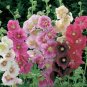 50 Heirloom Hollyhock Indian Spring Mix seeds