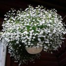 100 Variety  Lobelia  White Trailing  flower Seeds