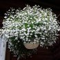 100 Variety Lobelia White Trailing flower Seeds