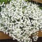 100 Variety Lobelia White Trailing flower Seeds