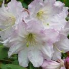 50 Heirloom Rhododendron fortunei  shrubs  Flower seeds
