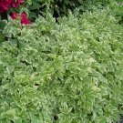 10 Heirloom Snow on The Mountain (Bishop's Weed,Gout Weed)  Plant  seeds