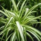 2 Spider plant (Chlorophytum comosum) you get 5'' to 12''  plants