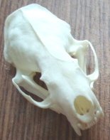 Medium Mammal European Skull Bone Taxidermy Cleaning Service