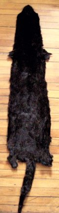 Have a Medium Mammal Fur Pelt Taxidermy Tanned for Rug Wall Decor