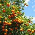 Orange Grove