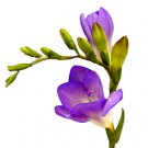 Fressia